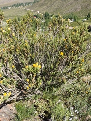 Chuquiraga ruscifolia