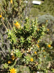 Chuquiraga ruscifolia