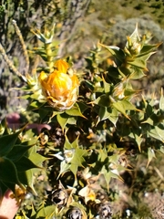 Chuquiraga ruscifolia
