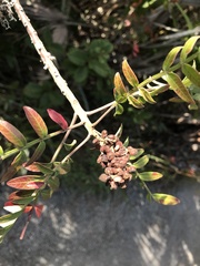 Rhus copallina image
