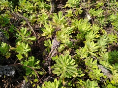 Erigeron socorrensis