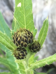 Cirsium centaureae