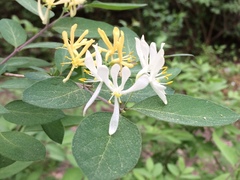 Lonicera