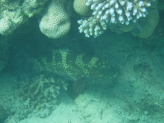 Plectropomus areolatus