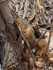 Sciurus niger