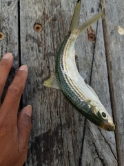 Herklotsichthys castelnaui