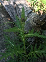 Cirsium centaureae