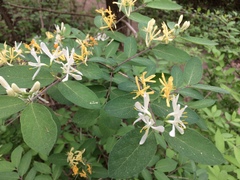 Lonicera