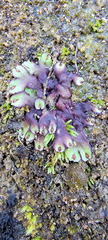 Asterella tenella