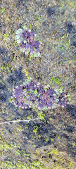 Asterella tenella