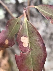 Mycosphaerella colorata