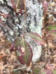 Mycosphaerella colorata