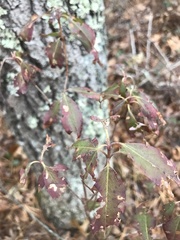 Mycosphaerella colorata