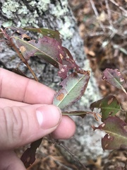Mycosphaerella colorata