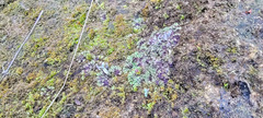 Asterella tenella