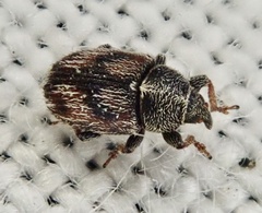 Mecinus labilis