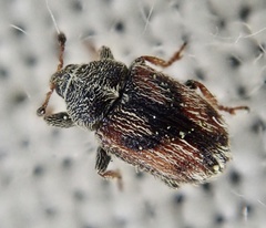 Mecinus labilis