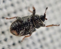 Mecinus labilis