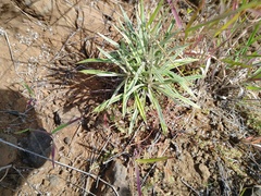 Pseudognaphalium attenuatum