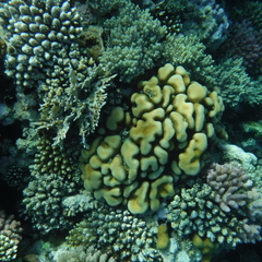 Goniastrea stelligera