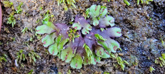 Asterella tenella