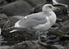 Larus argentatus × glaucescens
