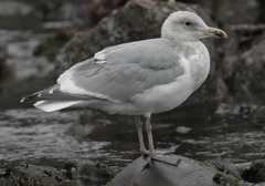 Larus argentatus × glaucescens