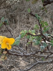 Senna purpusii