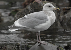 Larus argentatus × glaucescens