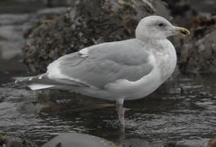 Larus argentatus × glaucescens