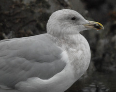 Larus argentatus × glaucescens
