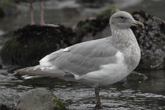 Larus argentatus × glaucescens