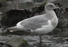 Larus argentatus × glaucescens