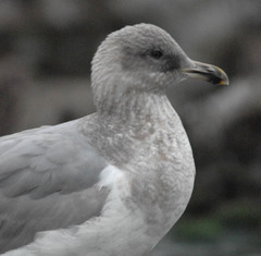 Larus argentatus × glaucescens