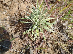 Pseudognaphalium attenuatum