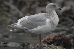 Larus argentatus × glaucescens
