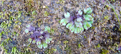 Asterella tenella