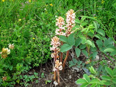 Orobanche owerinii