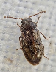 Phloiophilus edwardsii