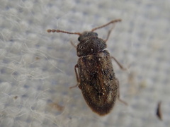 Phloiophilus edwardsii
