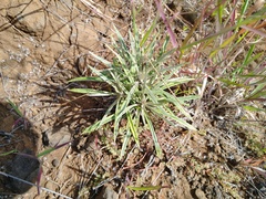 Pseudognaphalium attenuatum