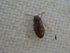 Phloiophilus edwardsii