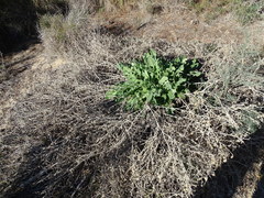 Centaurea seridis maritima