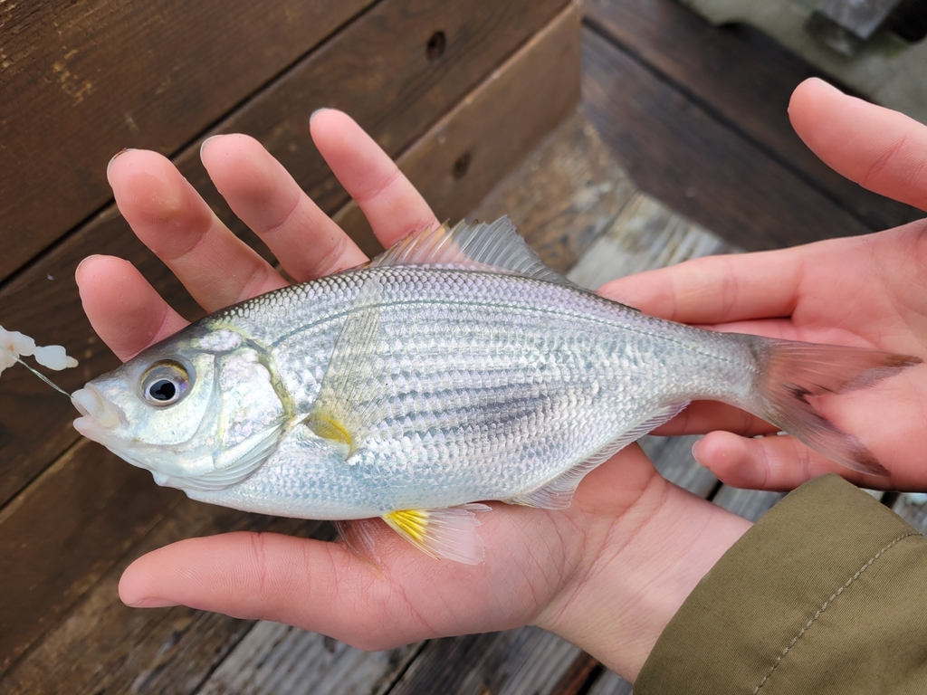 white seaperch