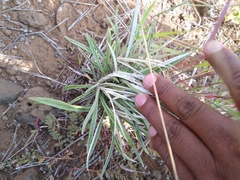 Pseudognaphalium attenuatum