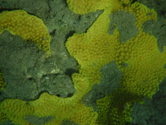 Polycitoridae