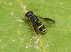 Ectemnius scaber