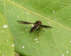 Ocyptamus antiphates