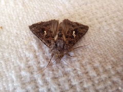 Ctenoplusia limbirena