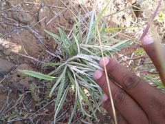 Pseudognaphalium attenuatum